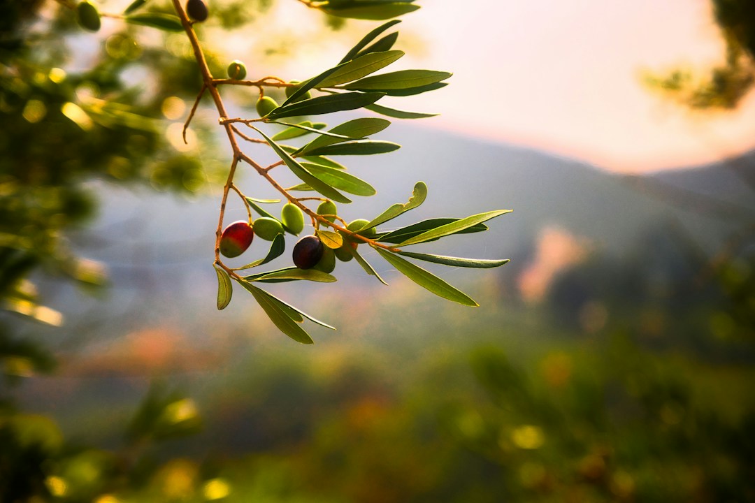 The Function of a Christian: Growing in Character and Living Your Faith